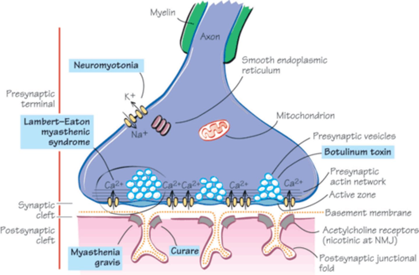 <p>Myasthenia gravis, Lambert-Eaton syndrome</p>