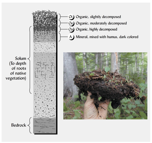 <p>describe the<strong> A horizon.</strong></p>
