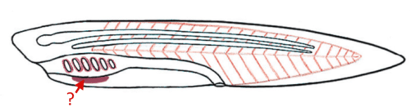 <p>A glandular groove in the floor of the pharynx used in filter feeding.</p>