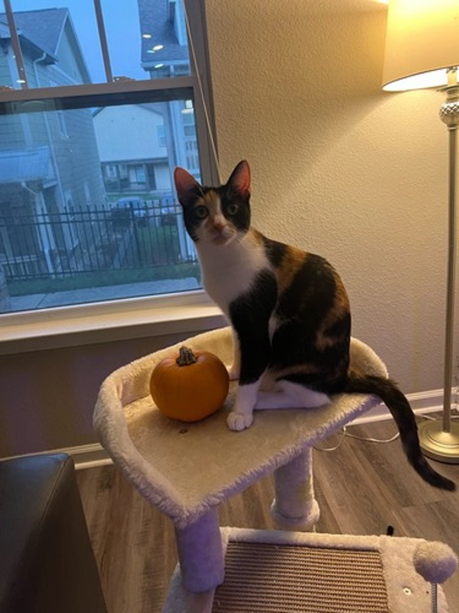 <p>What sex are calico cats always and why (X^B X^b)</p>