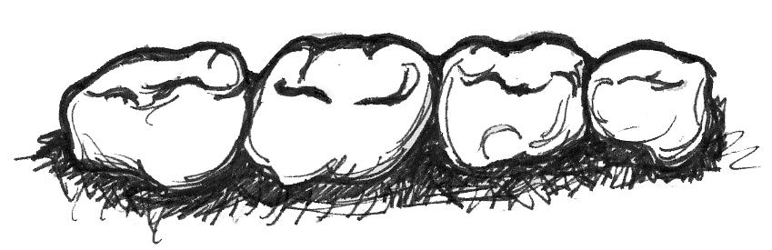 <p><span style="background-color: transparent;"><strong><span>Frugivorous diets&nbsp;</span></strong></span></p>