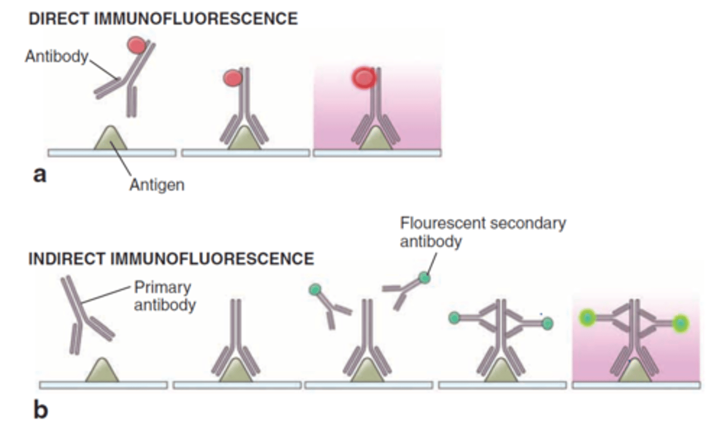 <p>FAbs recognize the Fc region of antibodies in patient sera</p><p>known antigen is added to the test serum</p><p>binding of the fluorescent antibody is visualized through fluorescence microscopy</p><p>fluorescing aggregates or cells indicate the FAbs have complexed with microbe-specific antibodies</p><p>used to diagnose syphilis and various viral infections</p>