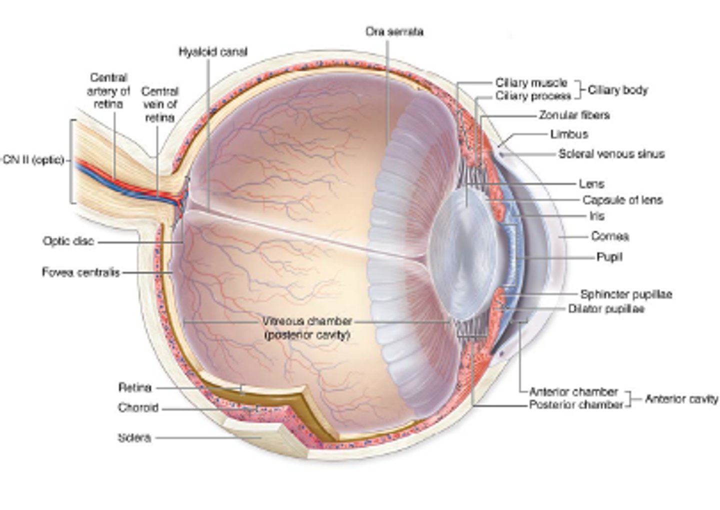<p>the ciliary body is posterior to the what</p>