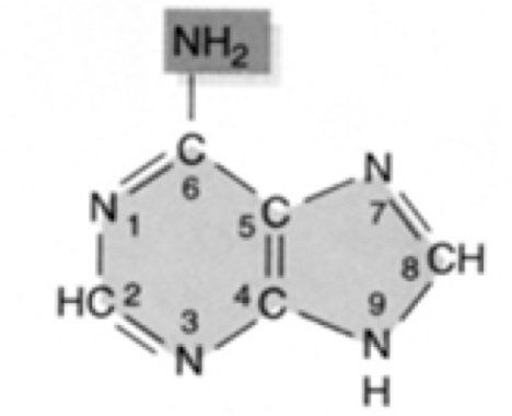 What  nucleic acid is this?