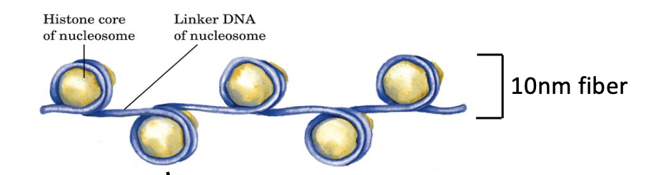 <p>What are the 4 core histones found in nucleosomes?</p>