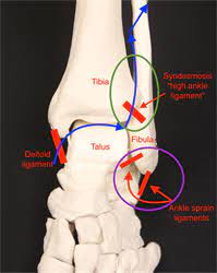 PiTFL, AiTFL (prevent twisting), syndesmotic (semi movable)