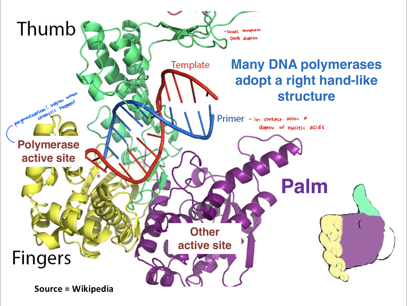 A right hand-like structure.