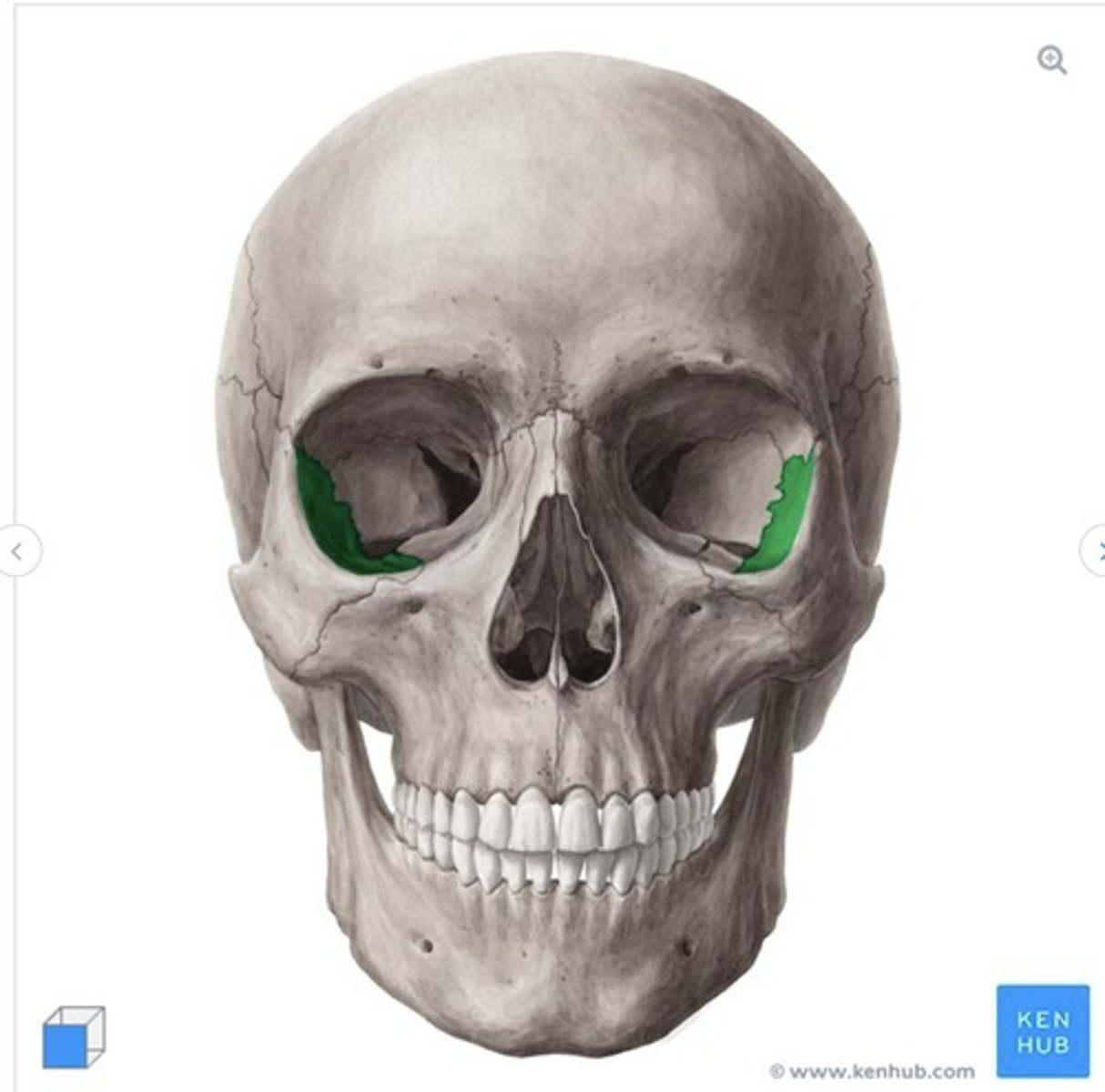 <p>what is this called and what bone is it on?</p>