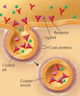 <ul><li><p>receptor proteins bind to ligands, triggering the coated pit area to collapse into a vesicle </p></li><li><p>the ligands are released, then the vesicle recycles the receptor proteins back to the plasma membrane </p></li></ul><p></p>