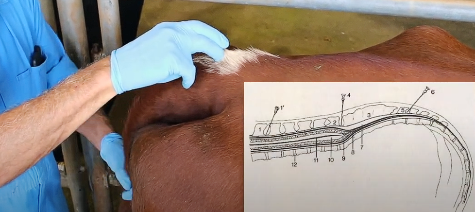 <p>Pump the tail up and down - n. The most obvious articulation caudal to the sacrum is the first intercoccygeal space (Large space that moves a bit)</p>