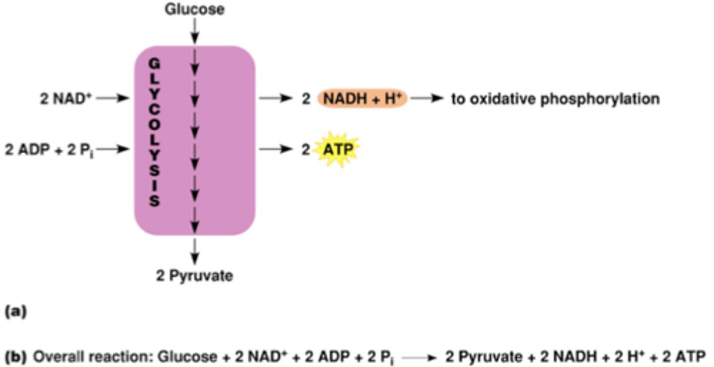 <p>Purpose: it sets up the stage for subsequent events that yield even more ATP</p><p>ie. the NADG it produces will give up its electrons, release energy that will be used to produce more ATP and the pyruvate produced will be catabolized</p>