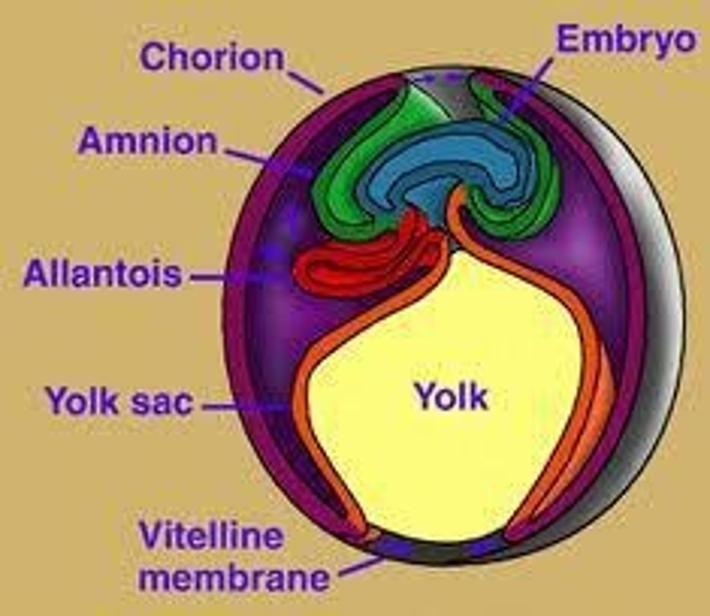 <p>The Chorion and the Amnion.</p>