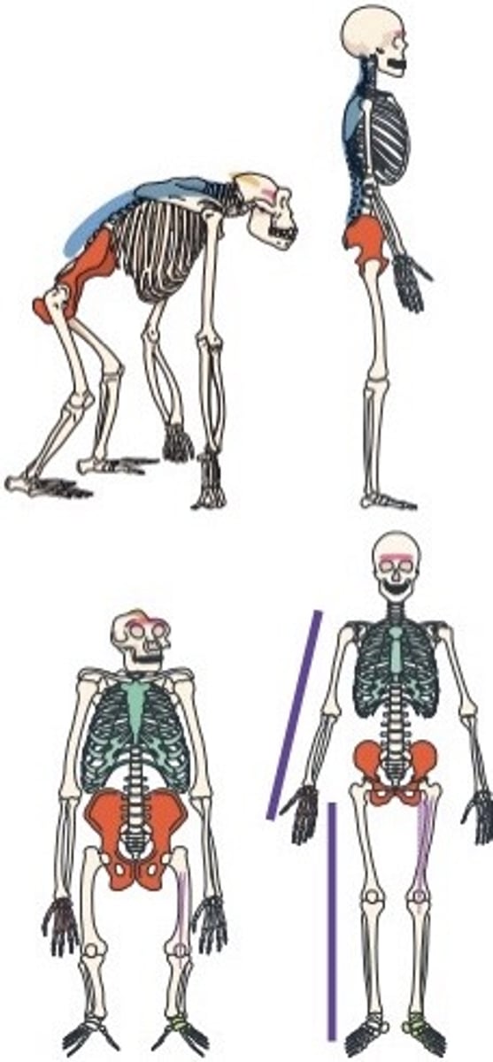 <p>the ratio of arm length to leg length. Tree dwelling hominids have longer arms and shorter legs, or a larger arm to leg ratio</p>