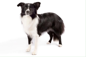 <p>Herding Group</p>