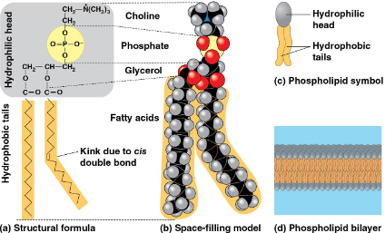 <p>Phospholipid</p>