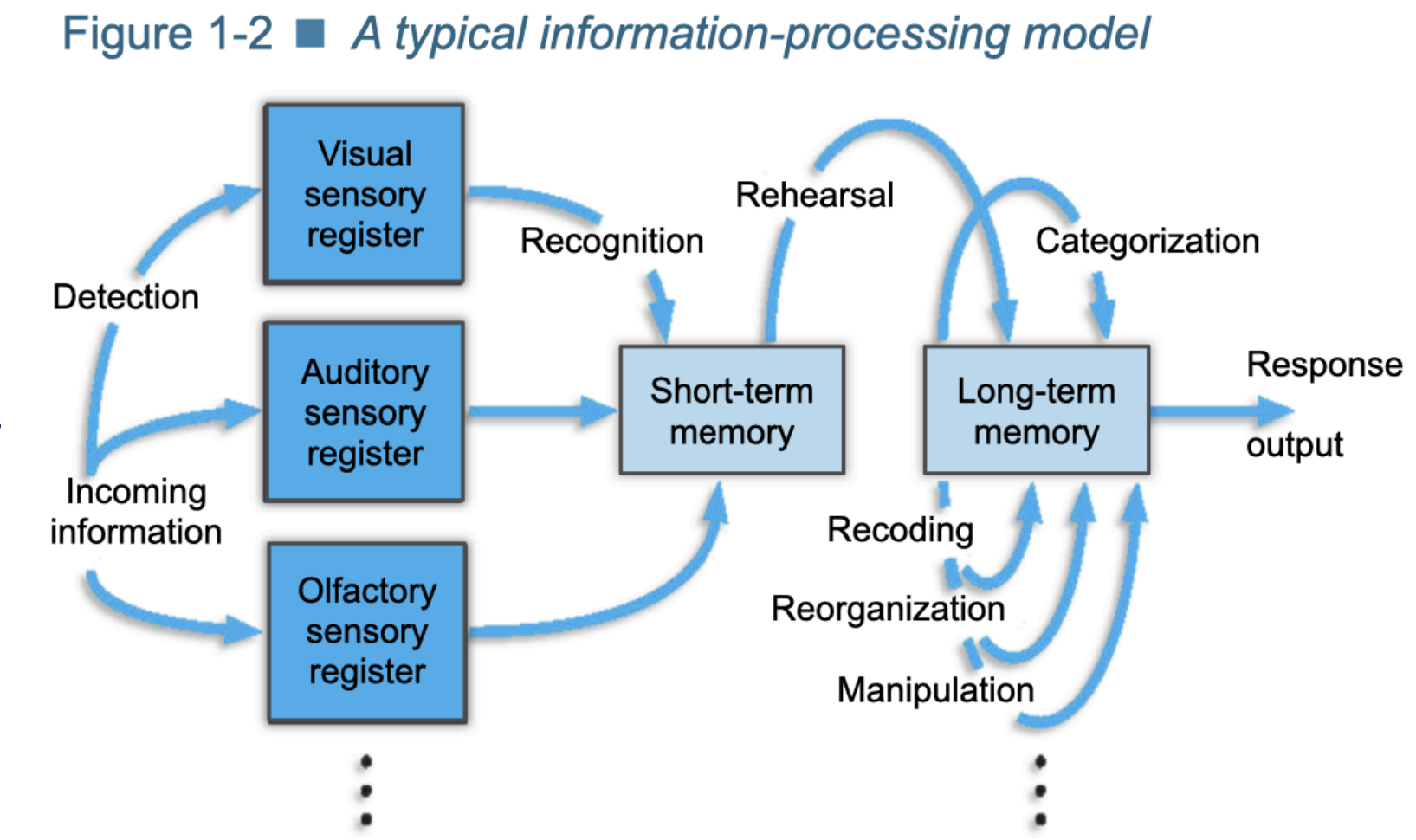 <p>Information Processing, Connectionist, Evolutionary, and Ecological: used by cognitive psychologists to frame their research </p><ul><li><p>Information Processing: Mind as computer → cognition thought of as information that flows through a system (step by step)</p></li><li><p>Connectionism: cognitive machinery that underlies cognition is composed of interactions between processing units called neural networks (non-localist) (parallel) </p><ul><li><p>Positively weighted connection between units → activation. Negative → inhibition</p></li></ul></li><li><p>Evolutionary Approach: mind and cog processes have evolved through evolutionary mechanisms</p></li><li><p>Ecological Approach: culture and context shapes the cog processes under investigation (thus cog processes must be studied in their natural environments) </p></li></ul><p></p>