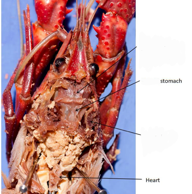 <p>Grouping: Protostome</p><p>Grouping: Ecdysozoa</p><p>Phylum: Arthropoda</p><p>Subphylum: Crustacea</p><p>Class: Malacostraca</p><p>Order: Decapoda</p>
