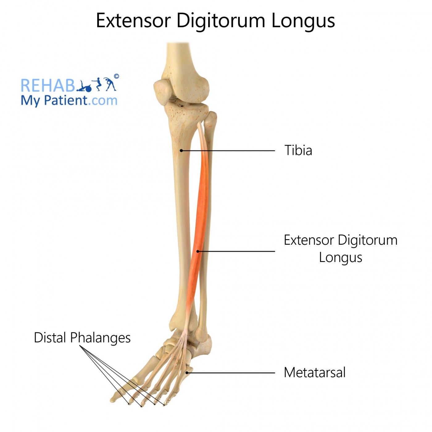 <p>Extensor Digitorum Longus Insertion</p>