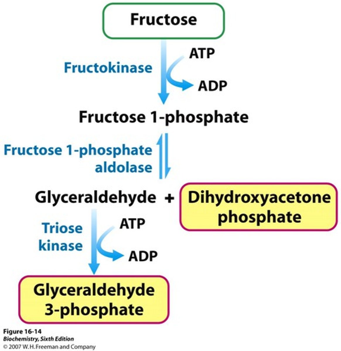<p>Glyceraldheyde-3-phosphate</p>