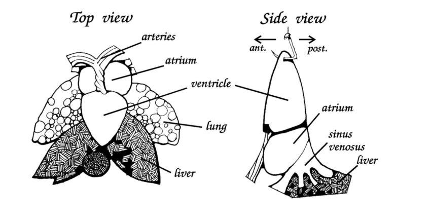 <ul><li><p>two atria</p></li><li><p>single ventricle</p></li><li><p>sinus venosus </p></li></ul><p></p>