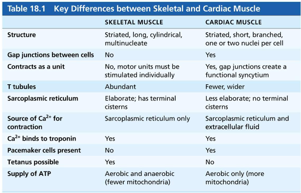 <p><em>not in-depth explanations</em></p><p>some cardiac muscle cells are self-excitable</p><p>heart contracts as a unit</p><p>uses both SR and EF calcium to contract </p><ul><li><p>skeletal only uses SR to contract</p></li></ul><p>NO tetanic contractions (build up) in cardiac muscles</p><p>heart relies on O2 respirations&nbsp;</p><ul><li><p>can use other&nbsp;pathways, but NEEDS O2</p></li></ul><p></p>