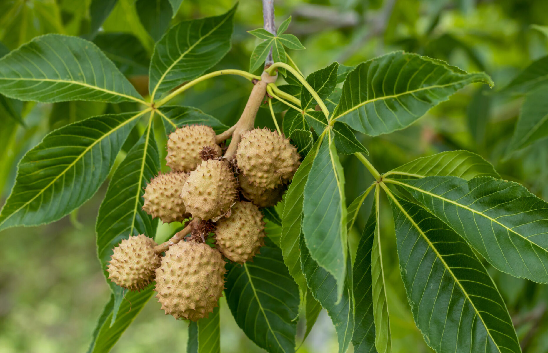 <p>Husks of nuts are spiny and split, terminal panicle flowers,&nbsp;oppositely arranged, palmately compound leaves (typically 5 finely serrated leaflets with tapered points), large chunky terminal buds that are not resinous, textured bark</p>