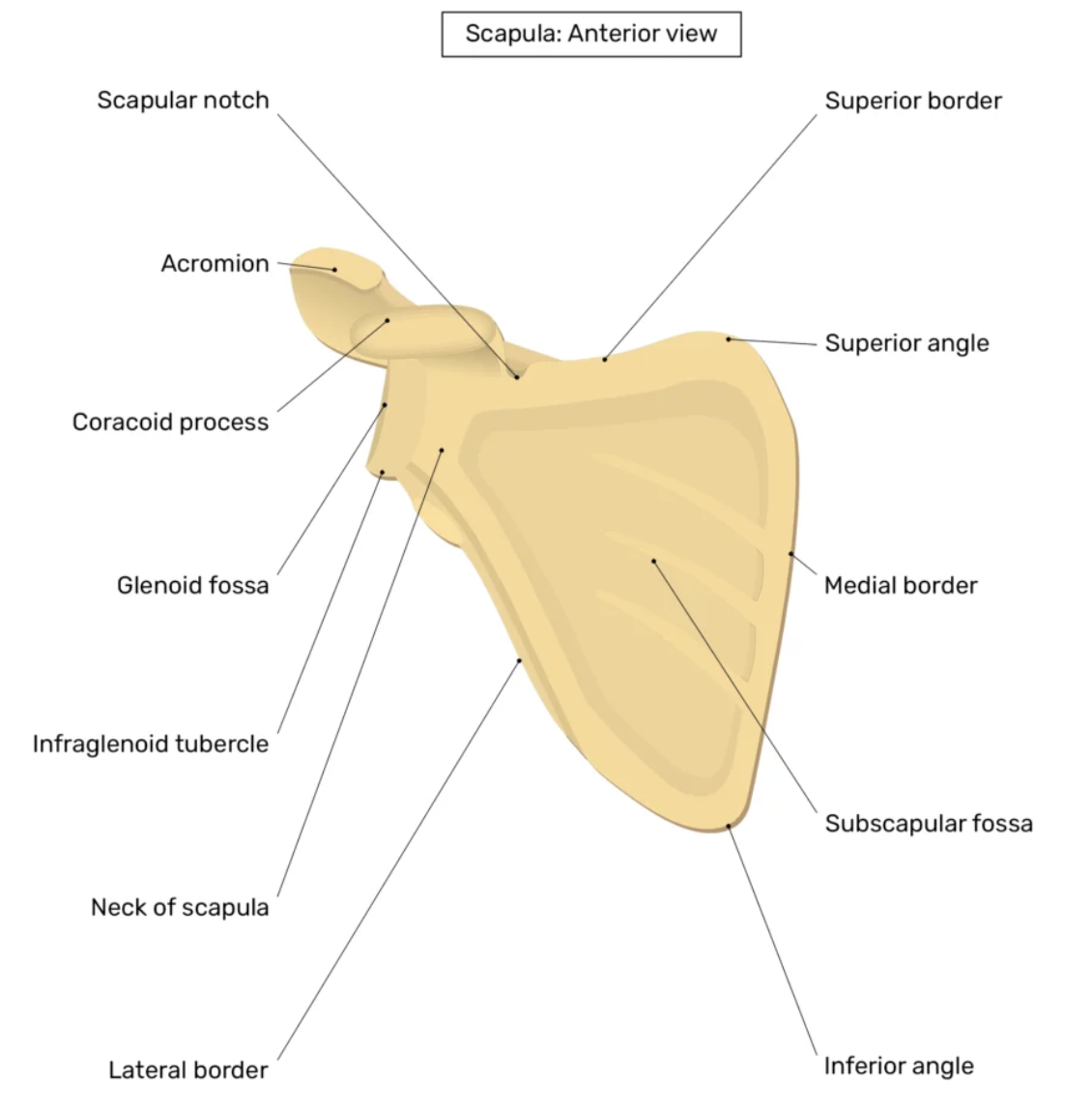 <ul><li><p><strong>Margo superior</strong> → bovenrand</p></li><li><p><strong>Margo medialis</strong> → richting wervelkolom</p></li><li><p><strong>Margo lateralis</strong> → buitenrand (dik en sterk)</p></li></ul><p></p>