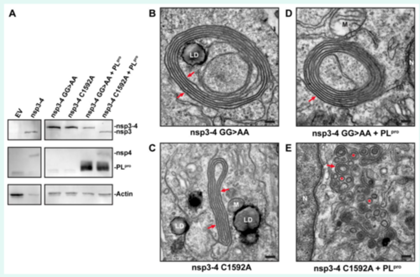 <p>Induce the Formation of Double-Membrane Vesicles That Mimic Those Associated with Coronaviral RNA Replication</p>