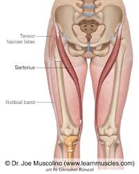 <p>flexes thigh </p>