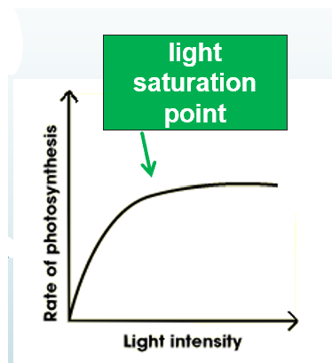 <ul><li><p>This occurs due to increased excitation of electrons in the photosystems.</p></li><li><p>However, the photosystems will eventually become saturated.</p></li><li><p>Above this limiting level, no further increase in photosynthetic rate will occur. </p></li></ul><p></p>