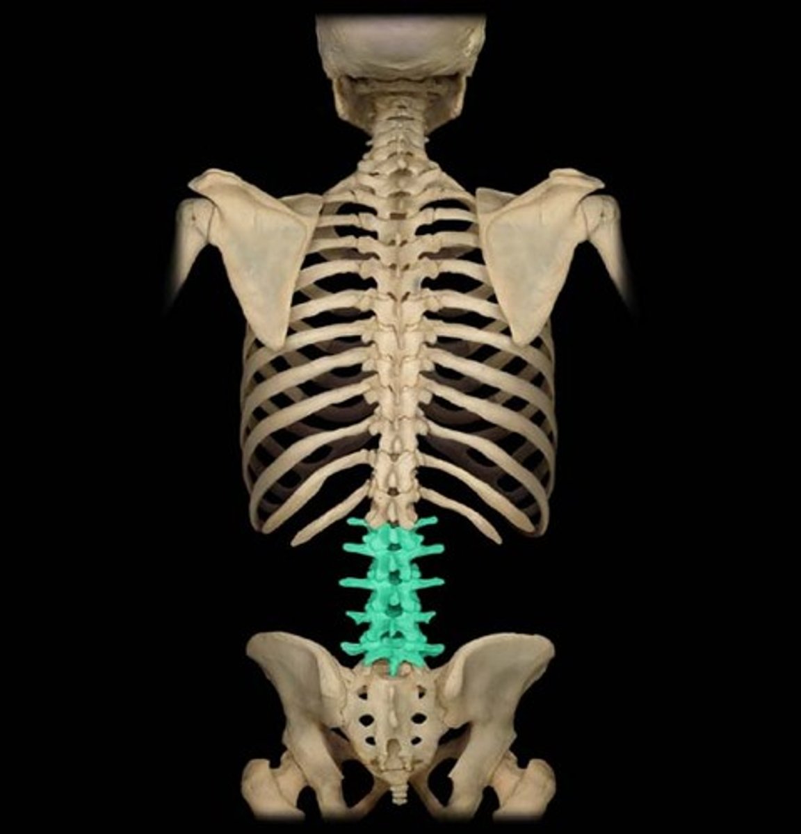 <p>The five irregular bones or vertebral bodies (L1-L5) which are situated between the thoracic vertebrae and the 5 fused sacral vertebrae.</p>