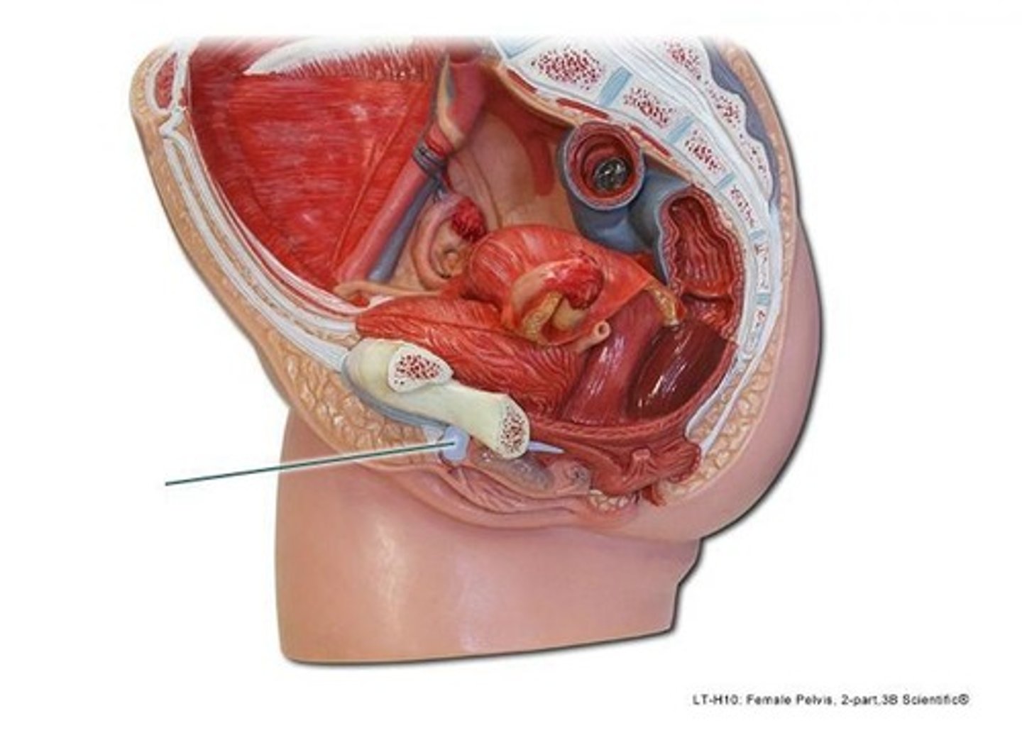 <p>Clitoris</p>