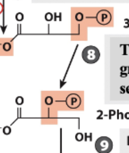 <p>Remaining phosphoryl group moved from C-3 to C-2</p><p>Forms 2-phosphoclycerate </p>