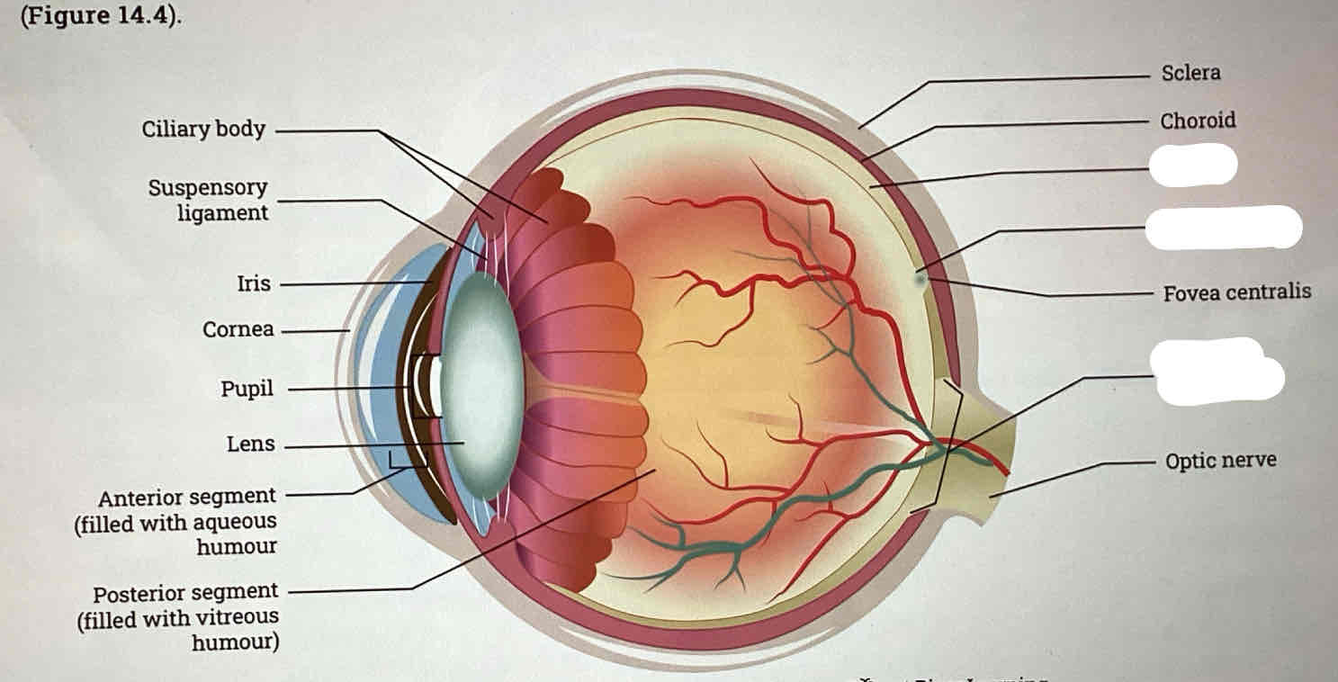 <ul><li><p><strong><span>Retina*</span></strong></p><ul><li><p><strong><span>Optic disc*</span></strong></p><ul><li><p><strong><span>Optic (II)*&nbsp; &nbsp; &nbsp; </span><em><span>Note: Cranial nerve</span></em></strong></p></li></ul></li><li><p><strong><span>Macula lutea</span></strong></p><ul><li><p><strong><span>Fovea centralis</span></strong></p></li></ul></li></ul></li></ul>