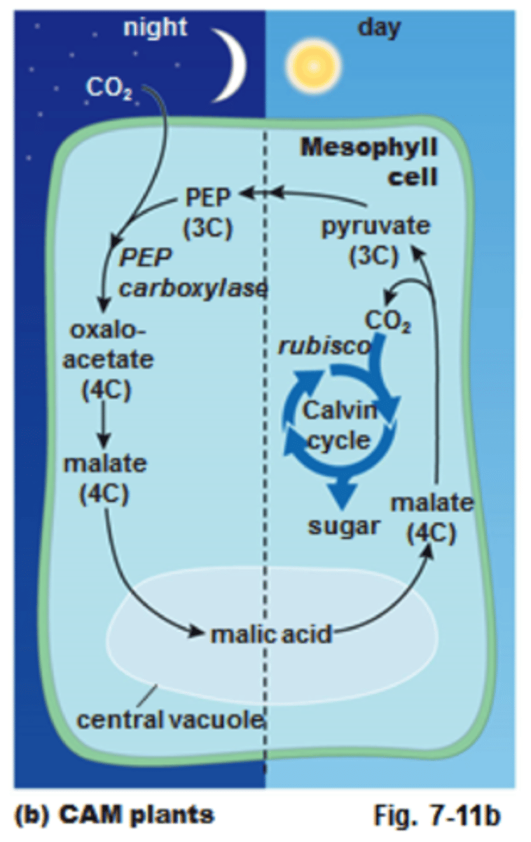 <p>a water-conserving, carbon-fixing process; CAM plants take in carbon at night and fix it into various organic compounds and release it during the day</p>
