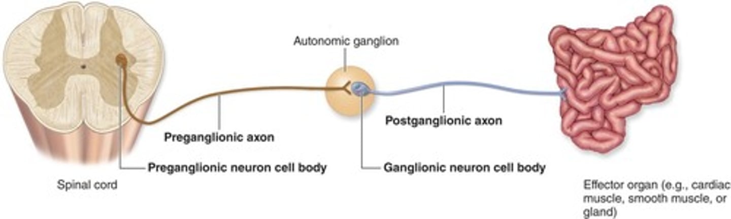 <p>Skeletal muscle.</p>