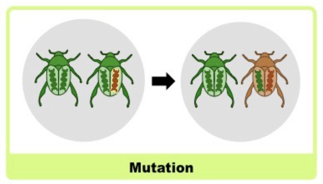 <p>Mutation</p>