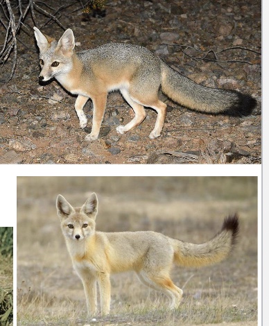 <p>Genus,species and habitat?</p>
