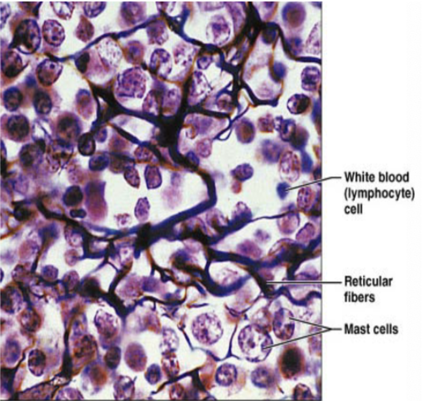 <p>fibers form soft internal skeleton that support other cell types (WBC, mast cells, macrophages)</p>