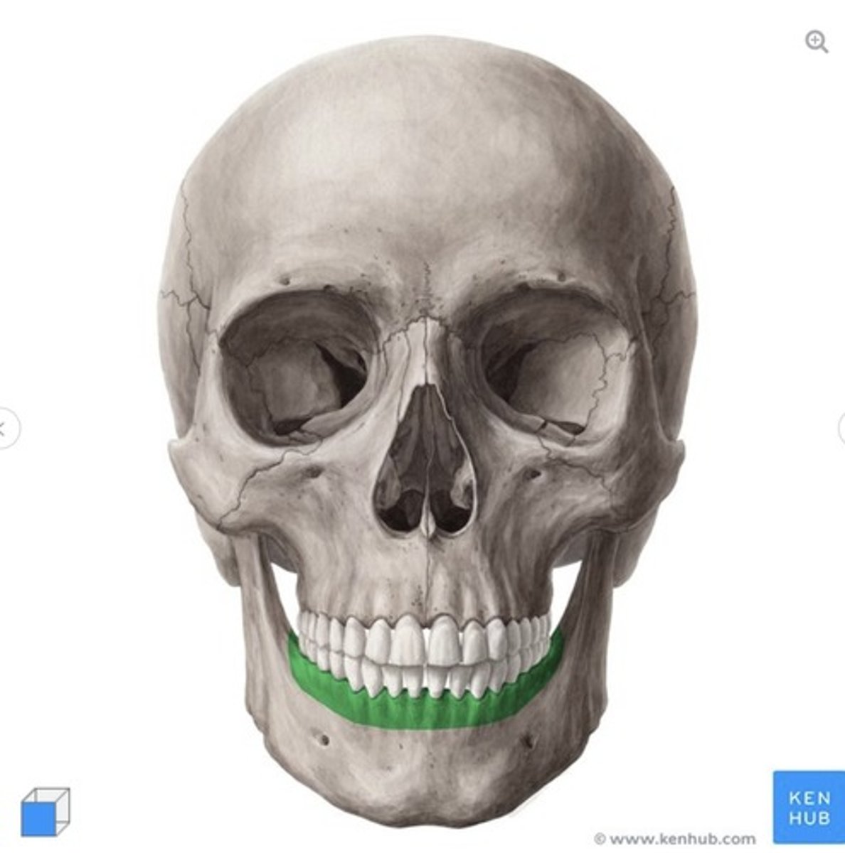 <p>what is this called and what bone is it on?</p>