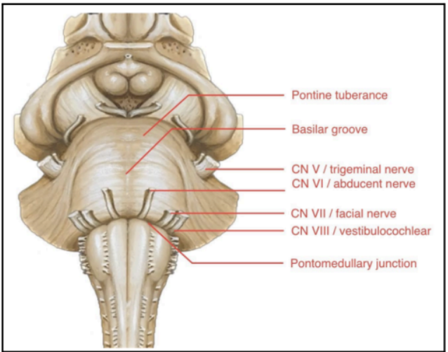 <ul><li><p>PONTINEPROTUBERANCE</p></li><li><p>BASILAR GROOVE</p></li><li><p>CN V or TRIGEMINAL NERVE</p></li><li><p>PONTO-MEDULLARY JUNCTION</p></li></ul><p></p>