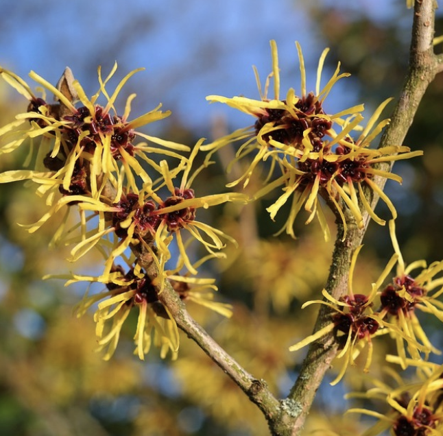 <p><em>Hamamelis virginiana</em></p><p>Hamamelidaceae</p>