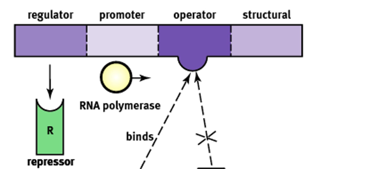<p>Systems that are bonded to a repressor under normal conditions. (usually off)</p><p>1) They can be turned on by an inducer pulling the repressor from the operator site.</p><p>Ex) lac operon.</p>