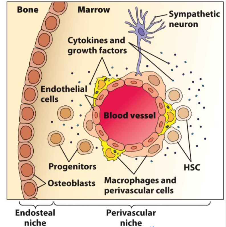 <p>Extracellular matrix </p><ul><li><p>stem cells &amp; hematopoietic progenitor cells attached by adhesion molec.</p></li></ul><p>Stromal cells </p><ul><li><p><span>endothelial, perivascular, nerves, macrophages and osteoblasts</span></p></li><li><p><span>scaffold for growth of hematopoietic cells</span></p></li><li><p><span>nutrients, produce hematopoietic growth factors and express adhesion molecules influence differentiation</span></p></li></ul><p>Hematopoietic growth factors</p><ul><li><p>presented to immobilized stem cells</p></li></ul><p></p>