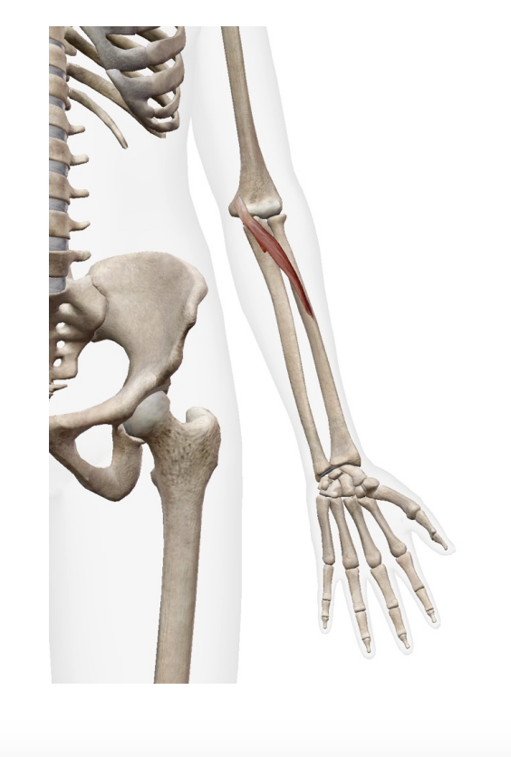 <p>pronator Teres&nbsp;(flexor)</p><p></p><ul><li><p>origin</p><ul><li><p>Humeral head - medial epicondyle of humerous</p></li><li><p>Ulnar head (coricoid process of ulna)</p></li></ul></li><li><p>insertion</p><ul><li><p>middle of lateral radius</p></li></ul></li></ul><p></p>