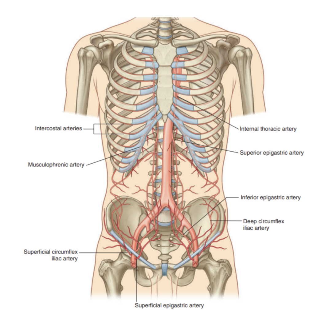 <ul><li><p>Superficial branches</p><ul><li><p>Musculophrenic artery —</p><ul><li><p>Branch of internal thoracic artery, supplies superior part of superficial anterolateral abdominal wall</p></li></ul></li><li><p>Superficial epigastric artery &amp; Superficial circumflex iliac artery </p><ul><li><p>Lateral to one another — branches of the femoral artery that supply the inferior part of the wall</p></li></ul></li></ul></li><li><p>Deep branches —</p><ul><li><p>Superior epigastric artery</p><ul><li><p>Terminal branch of internal thoracic artery</p></li><li><p>Runs in rectus sheath behind rectus muscle &amp; supplies superior part of wall</p></li></ul></li><li><p>Inferior epigastric artery &amp; Deep circumflex iliac artery —</p><ul><li><p>Both branches of external iliac artery &amp; supply inferior part of the wall </p></li><li><p>Inferior epigastric artery enters rectus sheath after piercing the fascia transversalis &amp; ands by anastomosing with the superior epigastric artery </p><ul><li><p>Both superior &amp; inferior epigastric arteries enter the rectus sheath, posterior to rectus abdominis in their course, &amp; anastomose with each other </p></li></ul></li></ul></li><li><p>10th &amp; 11th intercostal arteries &amp; subcostal artery</p><ul><li><p>Supply the lateral part of the abdominal wall</p></li></ul></li></ul></li></ul>