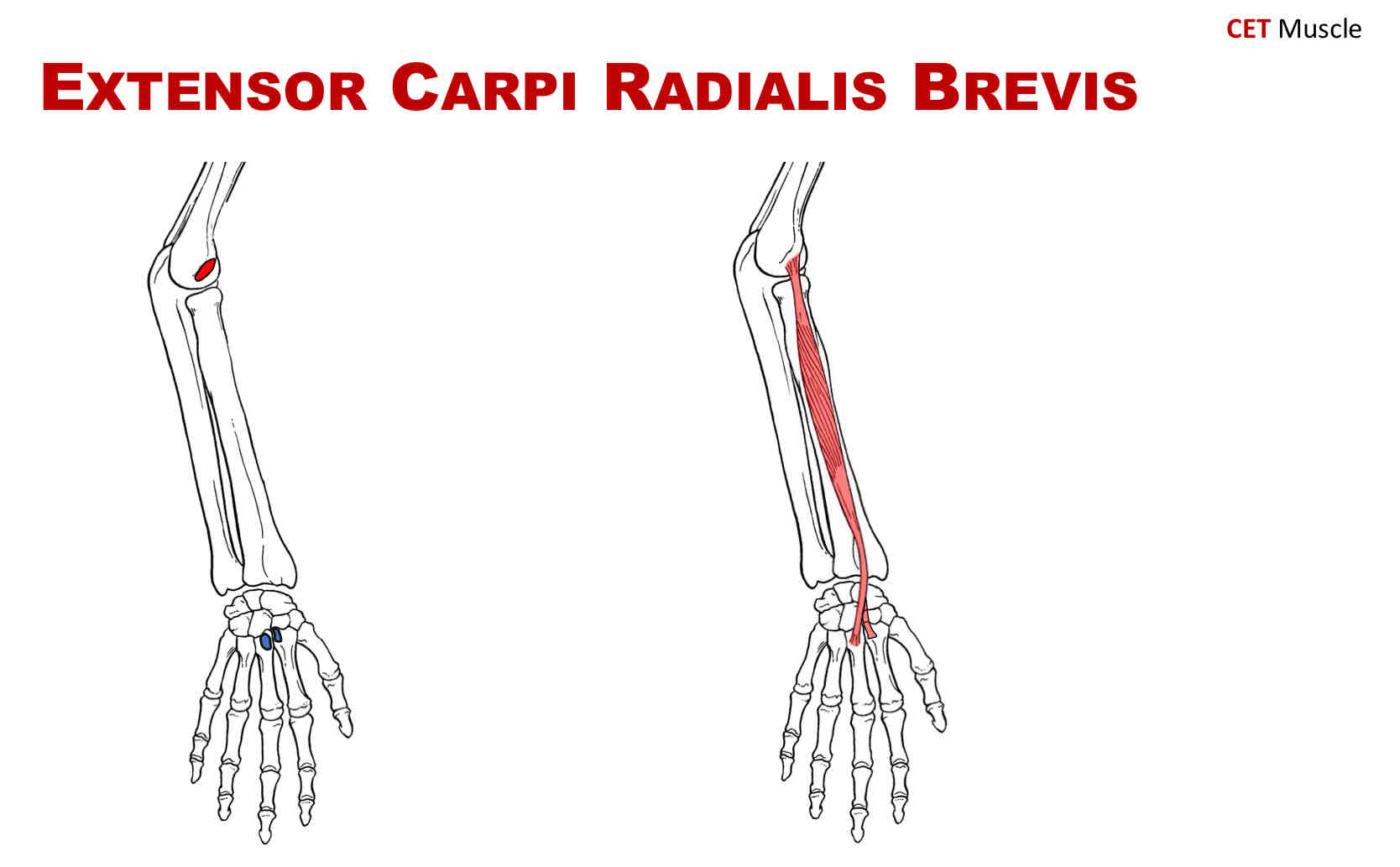 <p>Nerve Supply of Extensor Carpi Radialis Brevis</p>