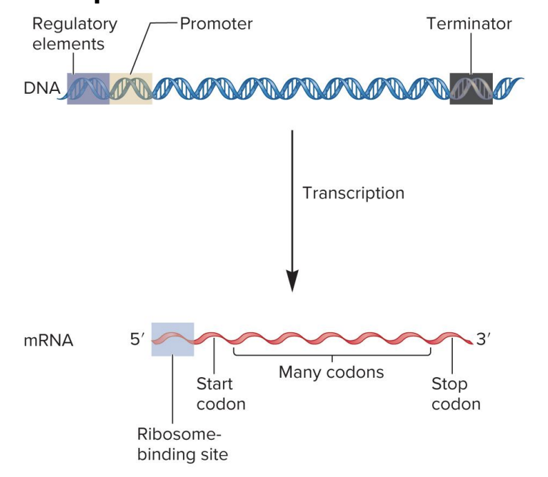 <ul><li><p>specific DNA sequences that serve as binding sites for regulatory transcription factor proteins</p><ul><li><p>these regulatory proteins (when bound) influence transcription rate</p></li></ul></li><li><p>found in a variety of locations (upstream, downsream of gene or within introns)</p></li><li><p>DNA</p></li></ul><p></p>
