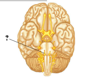 <p><span>Is the indicated cranial nerve sensory only, motor only, or both sensory and motor?</span></p>