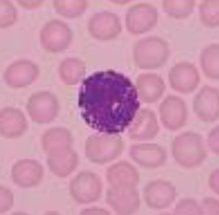 <p>have cytoplasmic granules that stain deep blue</p>